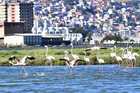 İzmir Büyükşehir Belediyesi ve