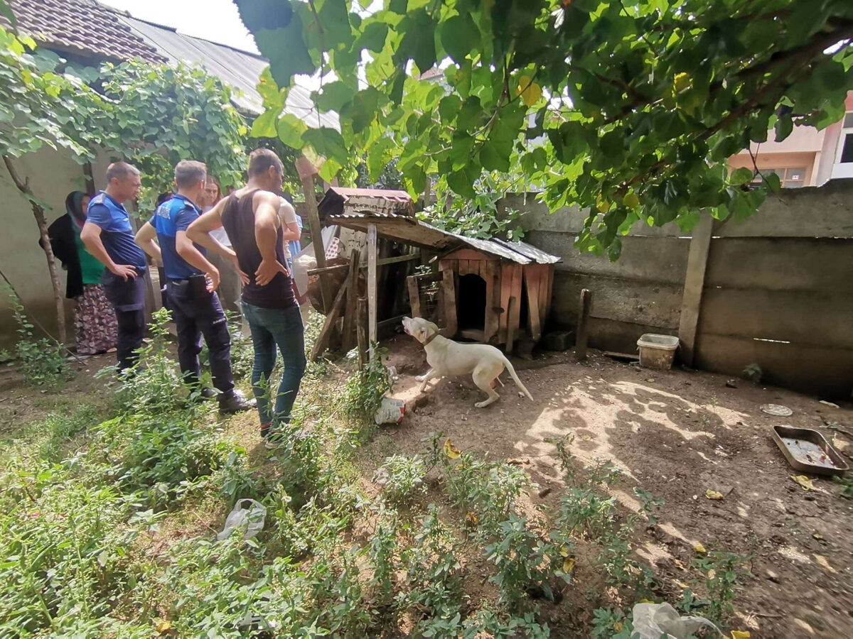 Duzcede yasakli irk kopek yetistirenlere operasyon - Marmara Bölge: Balıkesir Son Dakika Haberleri ile Hava Durumu