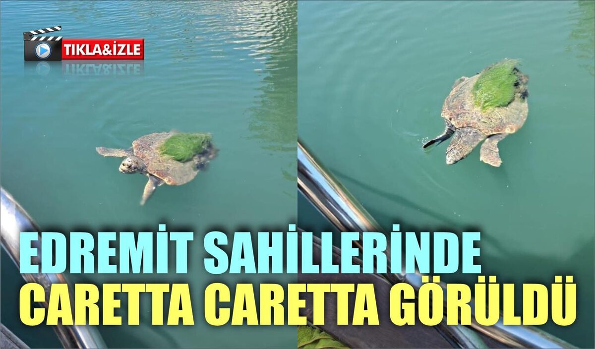 EDREMİT SAHİLLERİNDE CARETTA CARETTA GÖRÜLDÜ