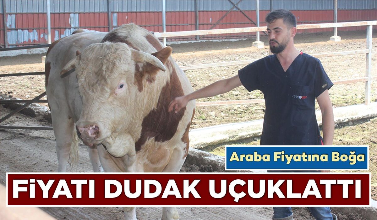 FİYATI DUDAK UÇUKLATTI: ARABA FİYATINA BOĞA