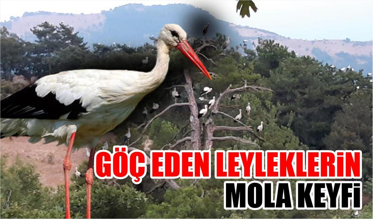 GÖÇ EDEN LEYLEKLERİN MOLA KEYFİ