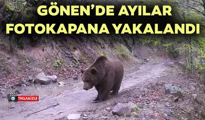 GÖNEN’DE AYILAR FOTOKAPANA YAKALANDI