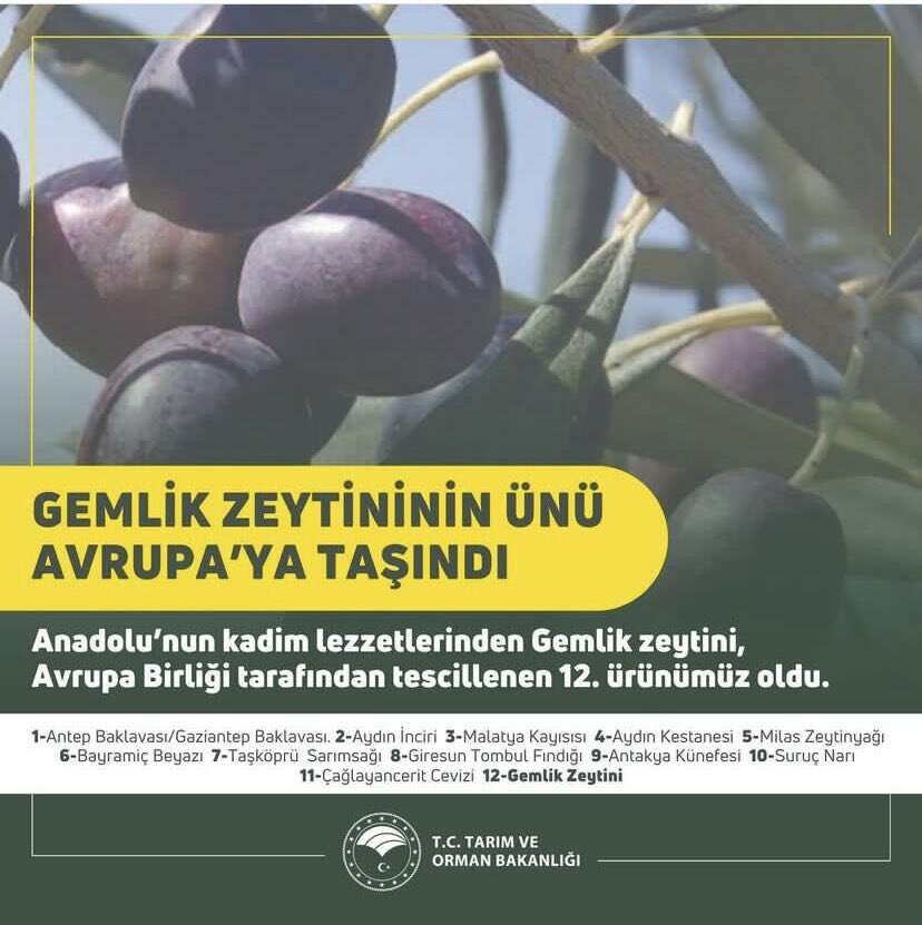 Gemlik Zeytinine AB tescili - Marmara Bölge: Balıkesir Son Dakika Haberleri ile Hava Durumu