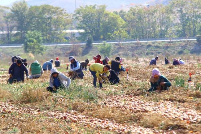 HASAT İLE BİRLİKTE SOĞAN FİYATLARI DÜŞECEK