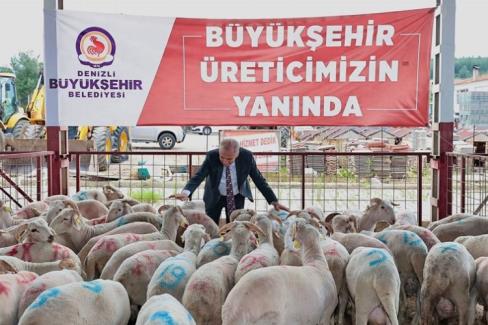 Küçükbaş hayvancılık yapan üreticilerin