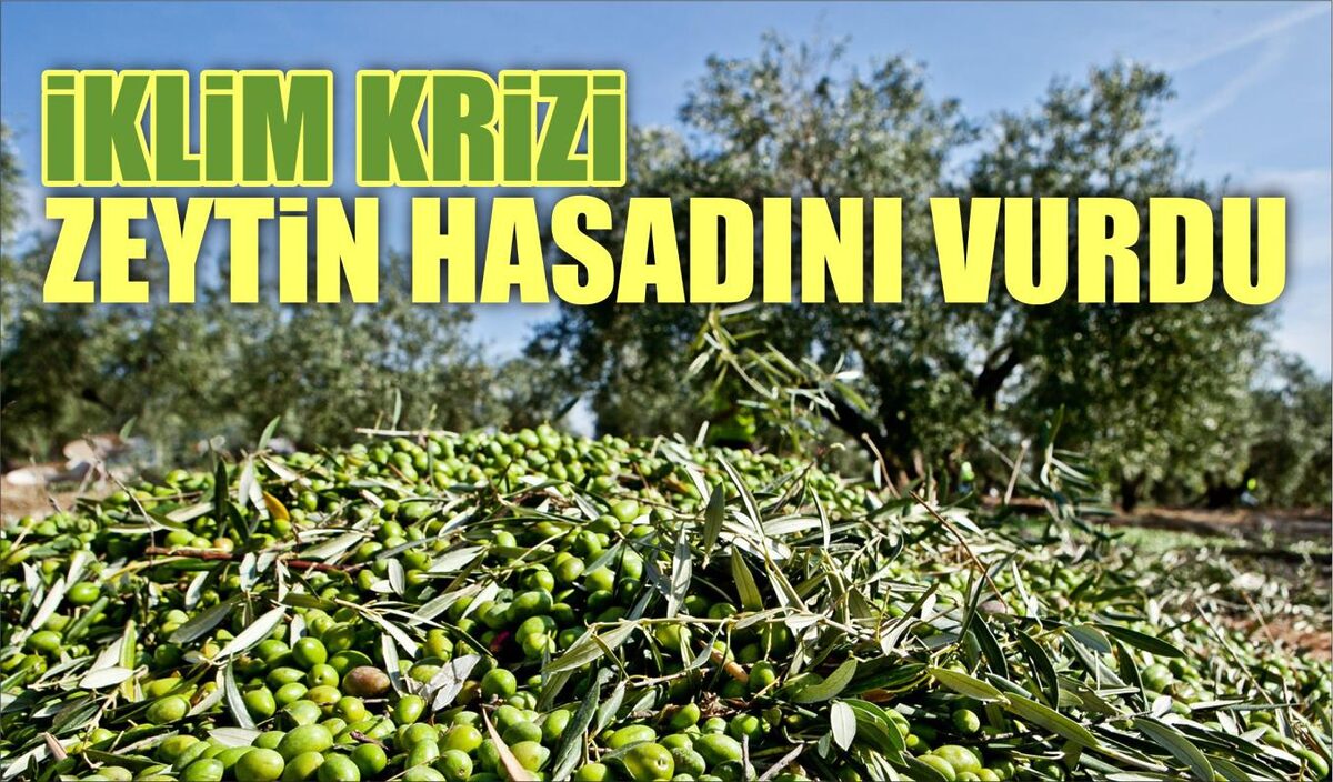 İKLİM KRİZİ ZEYTİN HASADINI VURDU