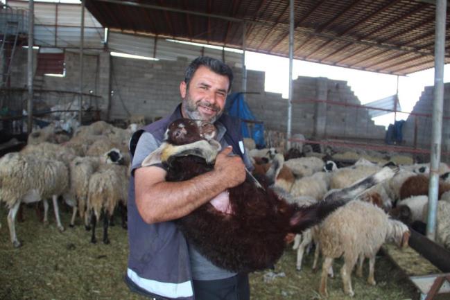 ILCE TARIM VE ORMAN BAKANLIGI 212 KUCUKBAS HAYVAN DAGITTI - Marmara Bölge: Balıkesir Son Dakika Haberleri ile Hava Durumu