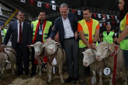 İnegöl’de Koç ve Süs Tavukları podyumda