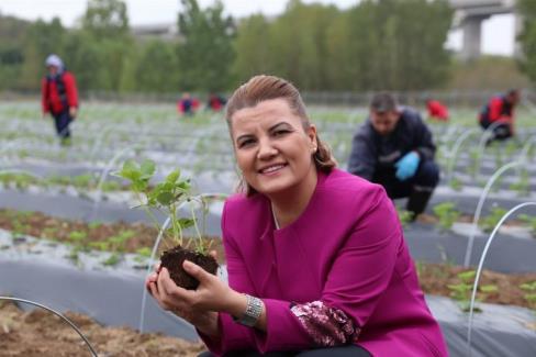 İzmit Çilek Köy’ün hasat ürünleri raflarda