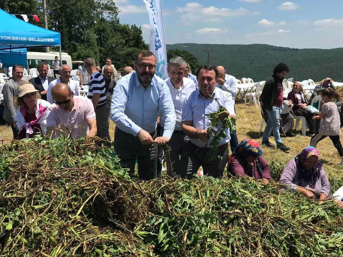 Izmit Dagkoyde araka hasat senligi - Marmara Bölge: Balıkesir Son Dakika Haberleri ile Hava Durumu