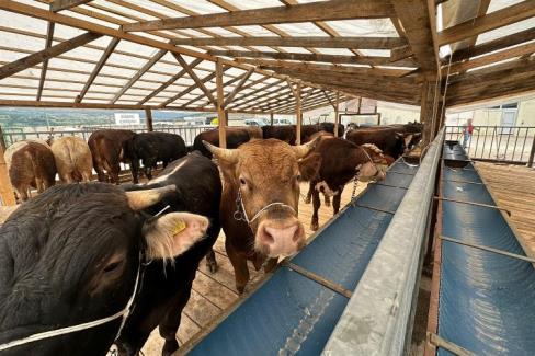 İzmit’te kurbanlıklar pazara gelmeye başladı