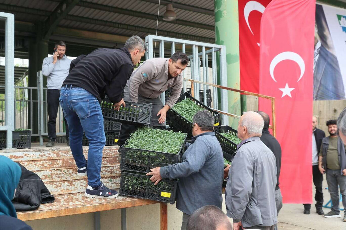 Izmitten ciftciye 2 milyonluk fide destegi - Marmara Bölge: Balıkesir Son Dakika Haberleri ile Hava Durumu