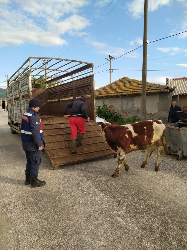 JANDARMA HAYVAN HIRSIZLARINI YAKALADI