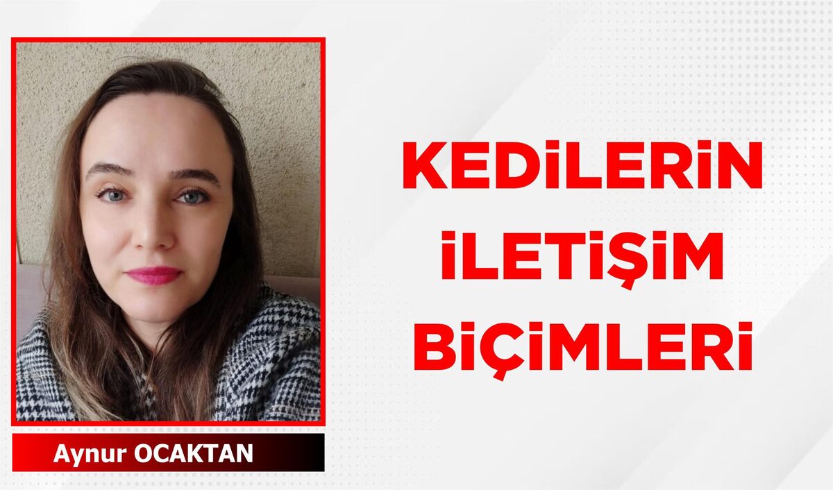 KEDİLERİN İLETİŞİM BİÇİMLERİ