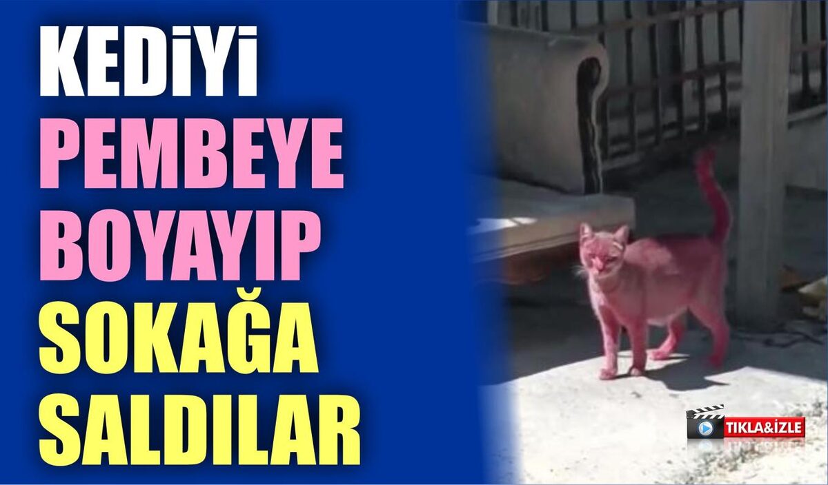 KEDİYİ PEMBEYE BOYAYIP SOKAĞA SALDILAR  