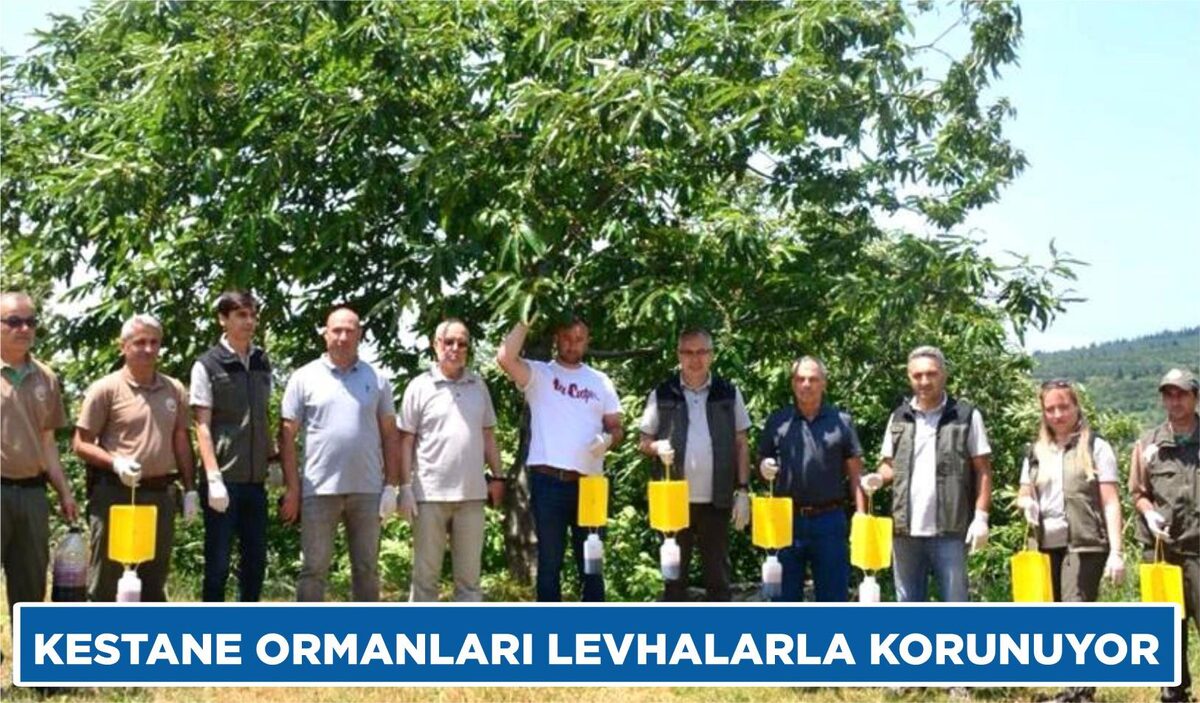 Kestane ormanlarındaki ağaçların gelişimini