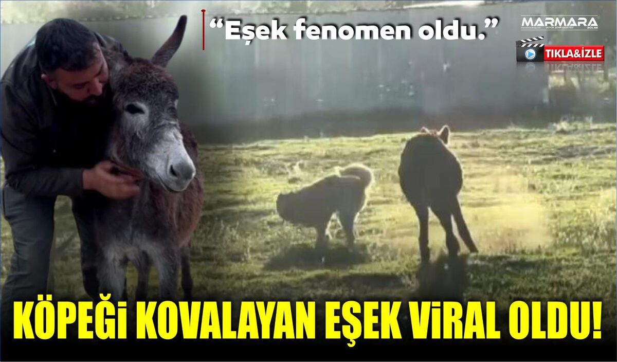 KÖPEĞİ KOVALAYAN EŞEK VİRAL OLDU!