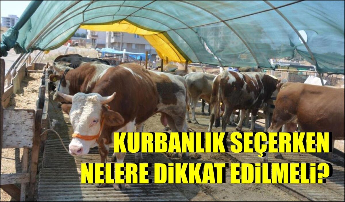 KURBANLIK SEÇERKEN NELERE DİKKAT EDİLMELİ?