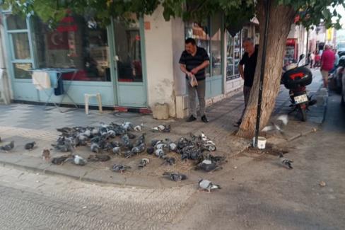 Keşan’da hayvansever esnaf her gün güvercinleri besliyor