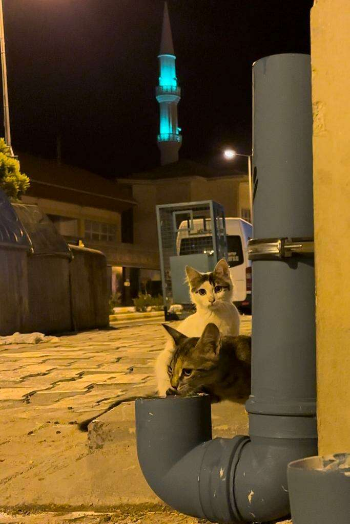 Kiliste Kedi Evi icin hummali calisma - Marmara Bölge: Balıkesir Son Dakika Haberleri ile Hava Durumu