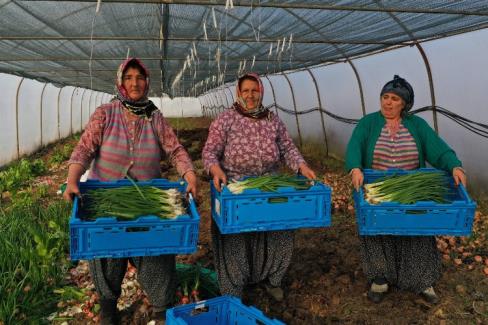 Kocaeli Büyükşehir'den kooperatiflere yüzde 75 hibeli tarım desteği