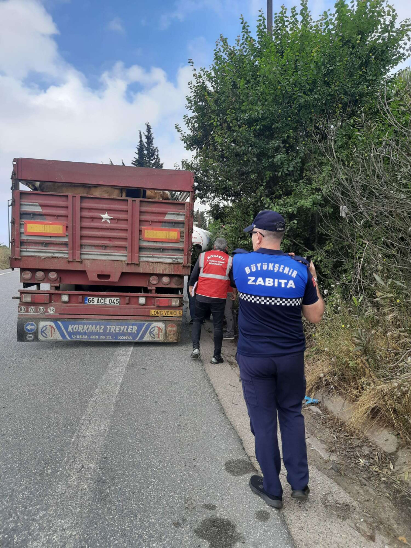 Kocaelide kurbanliklarin nakliyesine siki denetim - Marmara Bölge: Balıkesir Son Dakika Haberleri ile Hava Durumu