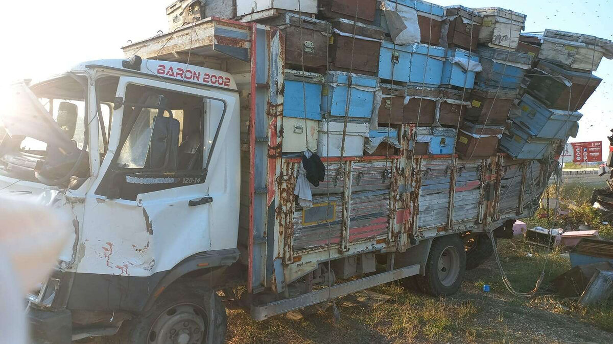 Korudagda kaza 4 Muglali arici hayatini kaybetti - Marmara Bölge: Balıkesir Son Dakika Haberleri ile Hava Durumu