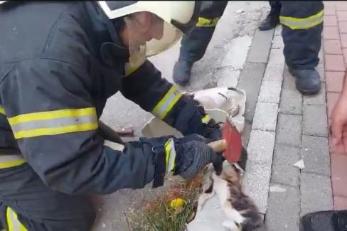 İzmit’te sokağa bırakılan seramik