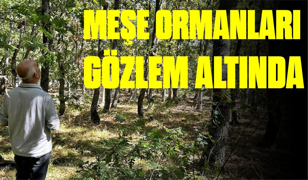 MEŞE ORMANLARI GÖZLEM ALTINDA