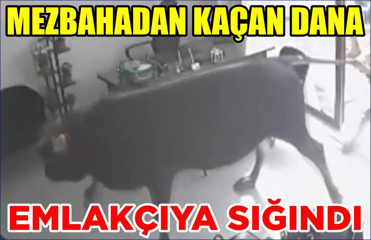 MEZBAHADAN KAÇAN DANA EMLAKÇIYA SIĞINDI