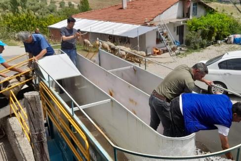 Manisa’da küçükbaş hayvan sağlığına mobil çözüm