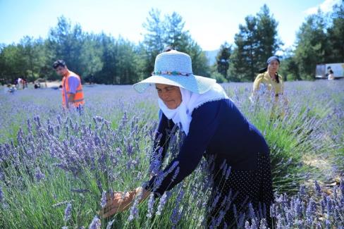 Muğla Büyükşehir Koku Vadisi’nde lavanta şenliği düzenliyor