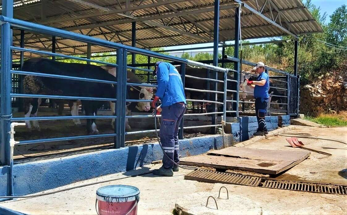 Mugla mezbahalari bayrama hazir - Marmara Bölge: Balıkesir Son Dakika Haberleri ile Hava Durumu