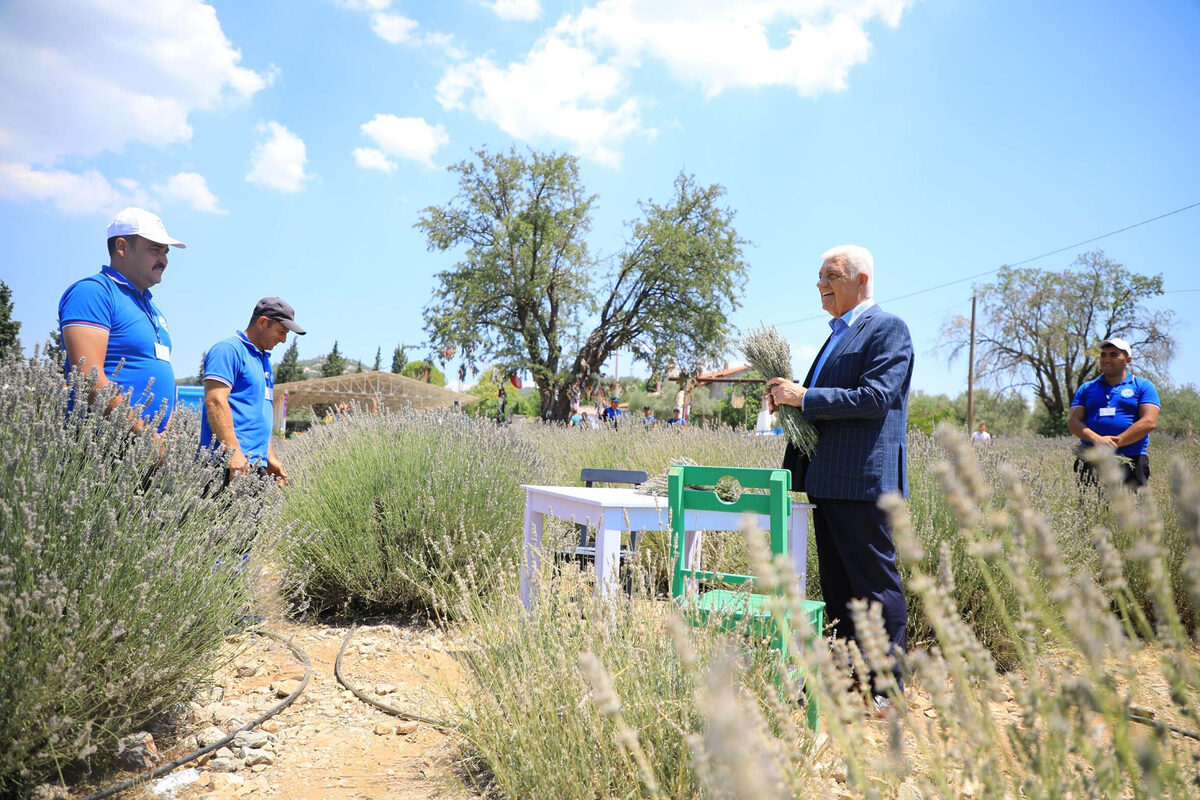 Muglada lavanta kokulu hazirlik - Marmara Bölge: Balıkesir Son Dakika Haberleri ile Hava Durumu