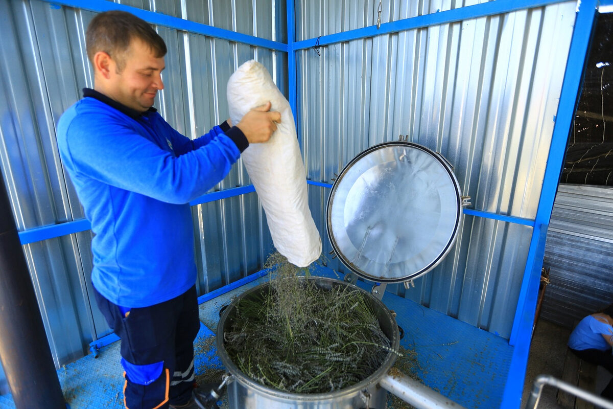 Muğla’nın aromatik bitkileri işleniyor