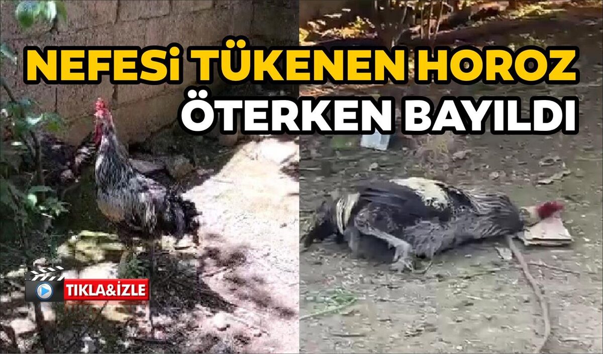 NEFESİ TÜKENEN HOROZ ÖTERKEN BAYILDI  