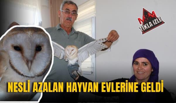 NESLİ AZALAN PEÇELİ BAYKUŞ EVLERİNE GELDİ