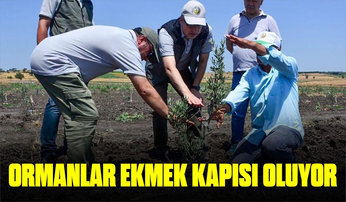 ORMANLAR EKMEK KAPISI OLUYOR