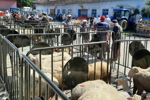 Bilecik’in Pazaryeri ilçesinde kurban