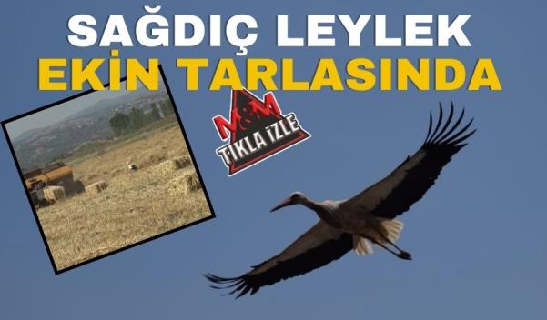 SAĞDIÇ LEYLEK EKİN TARLASINDA