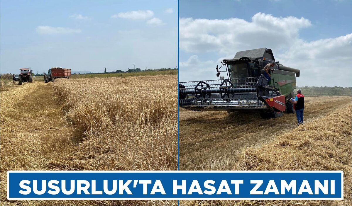 SUSURLUK’TA HASAT ZAMANI