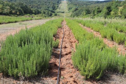 Sakarya Botanik’te biberiye zamanı… Hedef 15 ton