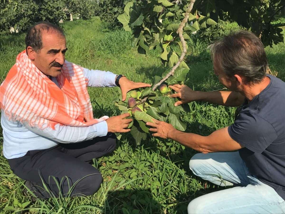 Sarilop ihracati basladi En cok Almanlar tercih ediyor.j - Marmara Bölge: Balıkesir Son Dakika Haberleri ile Hava Durumu