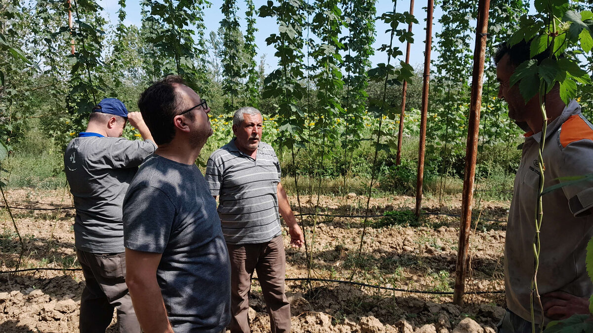 Serbetciotuna hasat oncesi inceleme - Marmara Bölge: Balıkesir Son Dakika Haberleri ile Hava Durumu