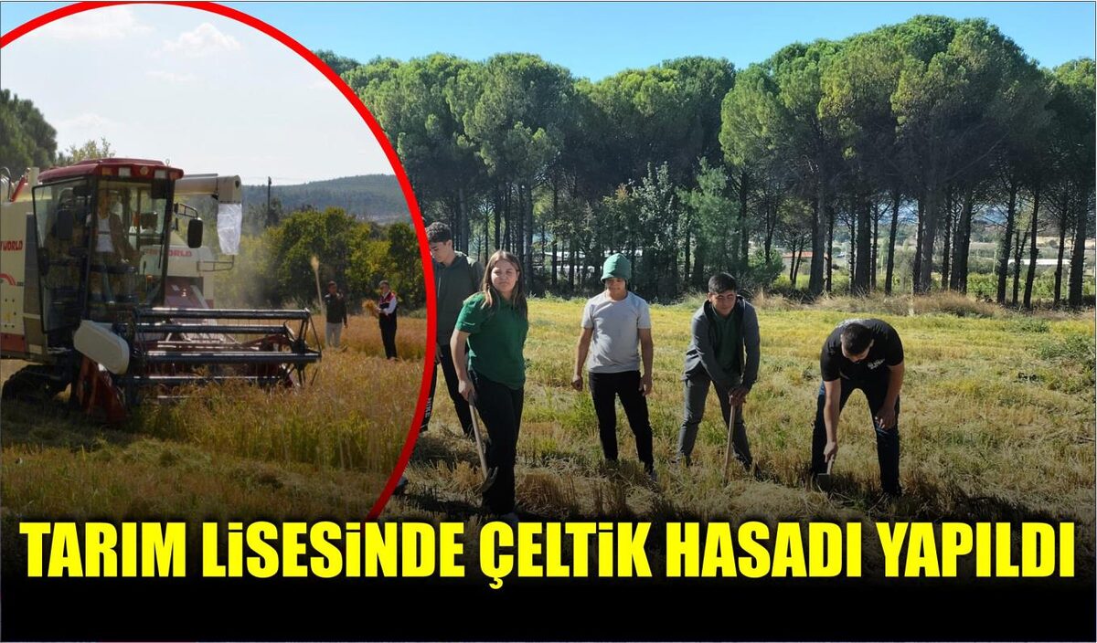 TARIM LİSESİNDE ÇELTİK HASADI YAPILDI