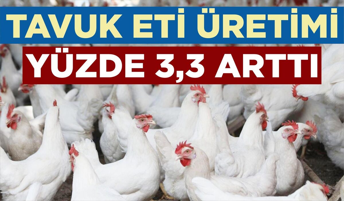 TAVUK ETİ ÜRETİMİ YÜZDE 3,3 ARTTI