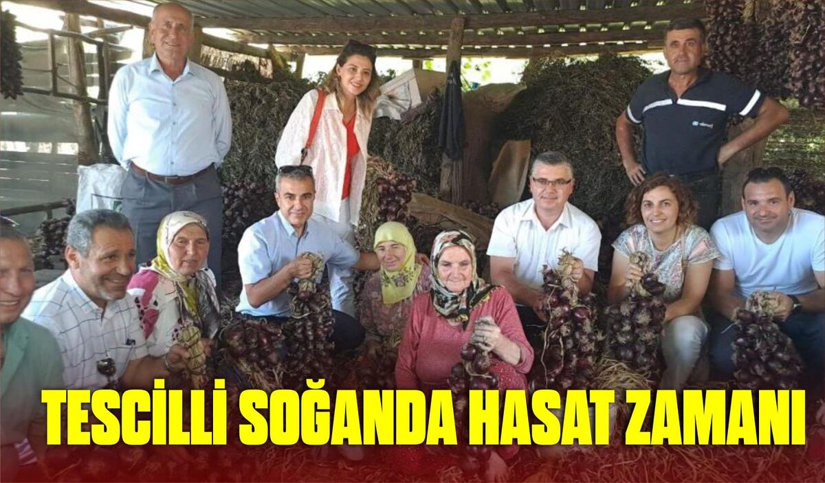 TESCİLLİ SOĞANDA HASAT ZAMANI