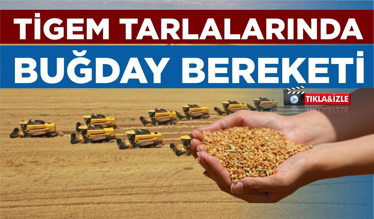 TİGEM TARLALARINDA BUĞDAY BEREKETİ