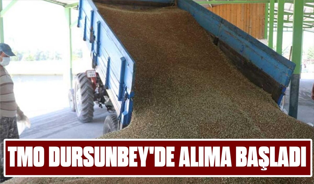 TMO DURSUNBEY’DE ALIMA BAŞLADI