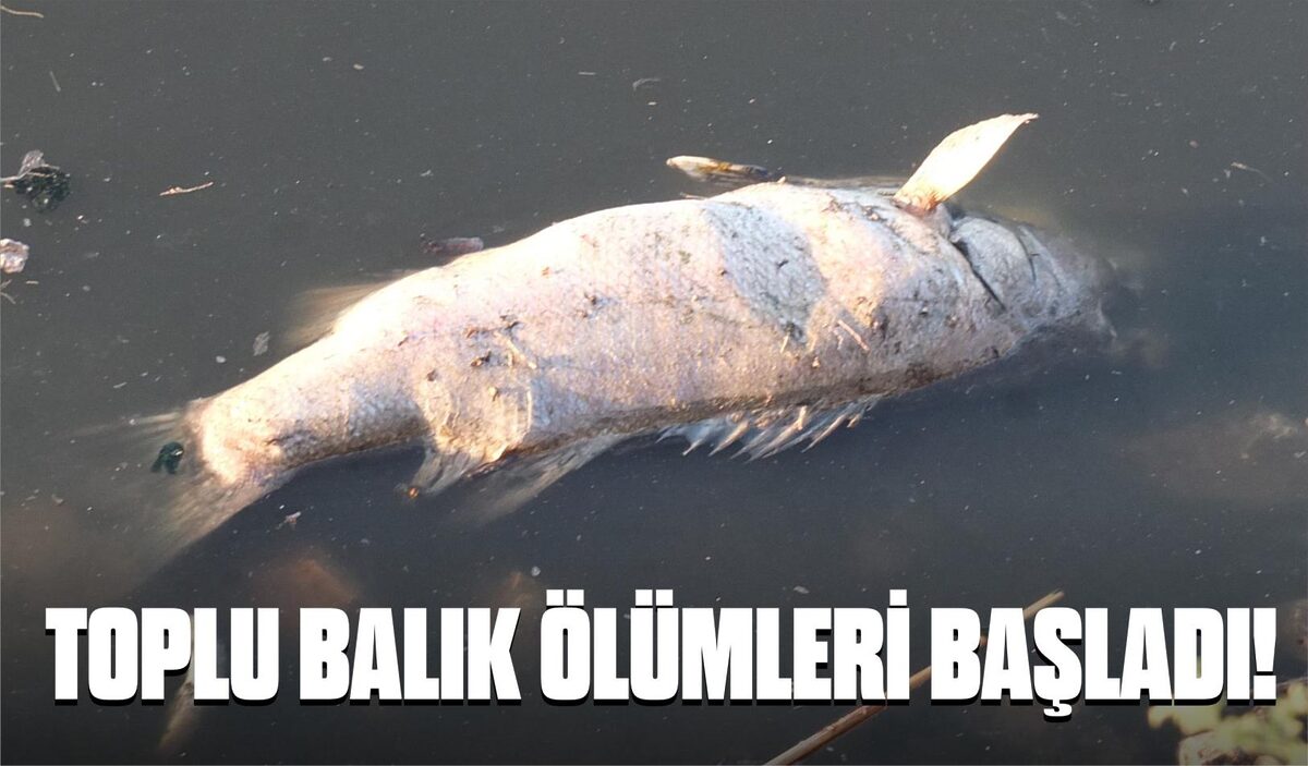 TOPLU BALIK ÖLÜMLERİ BAŞLADI!